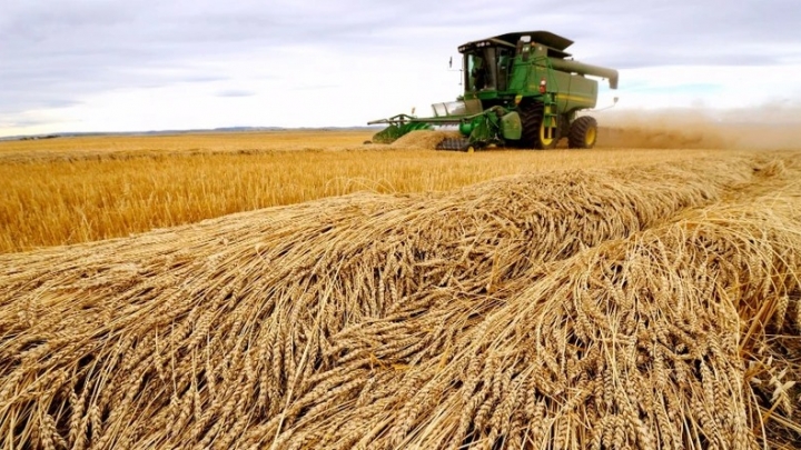 Giá lúa mì xuất khẩu của Nga tiếp tục tăng do sương giá trái mùa