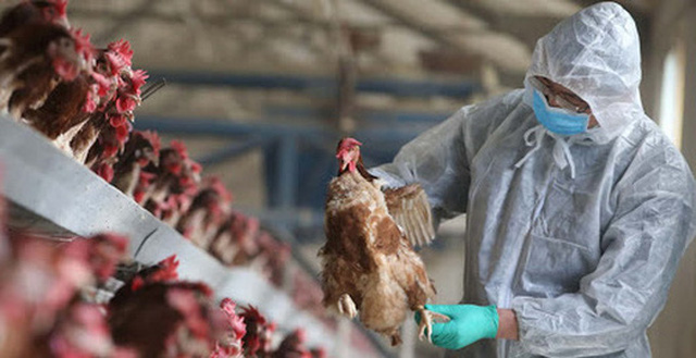 Cảnh giác cao độ với cúm gia cầm nhưng không hoang mang, gây hại cho ngành chăn nuôi!