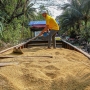 Bô Công Thương yêu cầu xác minh doanh nghiệp gạo Việt 'bỏ thầu giá thấp'