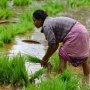 Giá gạo Ấn Độ giảm xuống mức thấp gần 3 tháng
