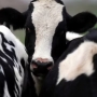 WHO: Virus cúm gia cầm H5N1 xuất hiện nhiều trong sữa động vật bị nhiễm bệnh