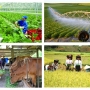 Sẽ tổng điều tra nông thôn, nông nghiệp năm 2025 trên phạm vi cả nước trong 30 ngày
