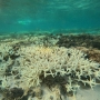 Hiện tượng tẩy trắng san hô toàn cầu lần thứ tư: Ảnh hưởng là gì?